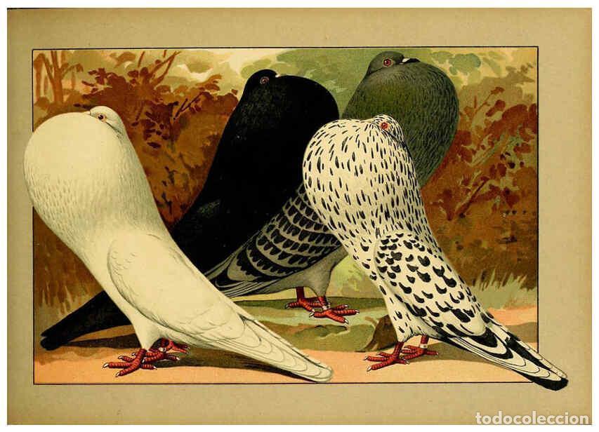 Colecionismo de Revistas e Jornais: Reproducci&oacute;n/Reproduction 6004678355: Illustriertes Prachtwerk s&auml;mtlicher Taubenrassen W&uuml;rzburg,K&ouml;ni