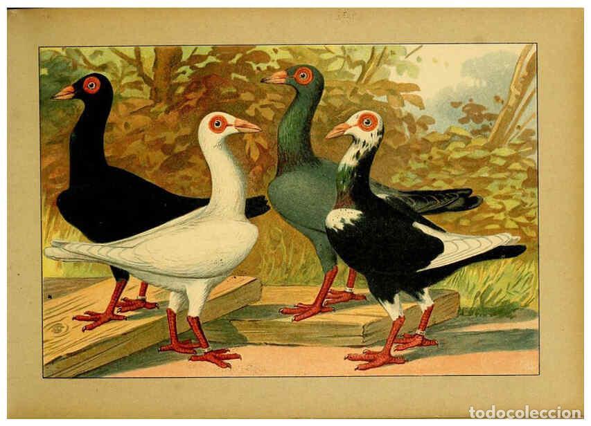 Colecionismo de Revistas e Jornais: Reproducci&oacute;n/Reproduction 6004671535: Illustriertes Prachtwerk s&auml;mtlicher Taubenrassen W&uuml;rzburg,K&ouml;ni