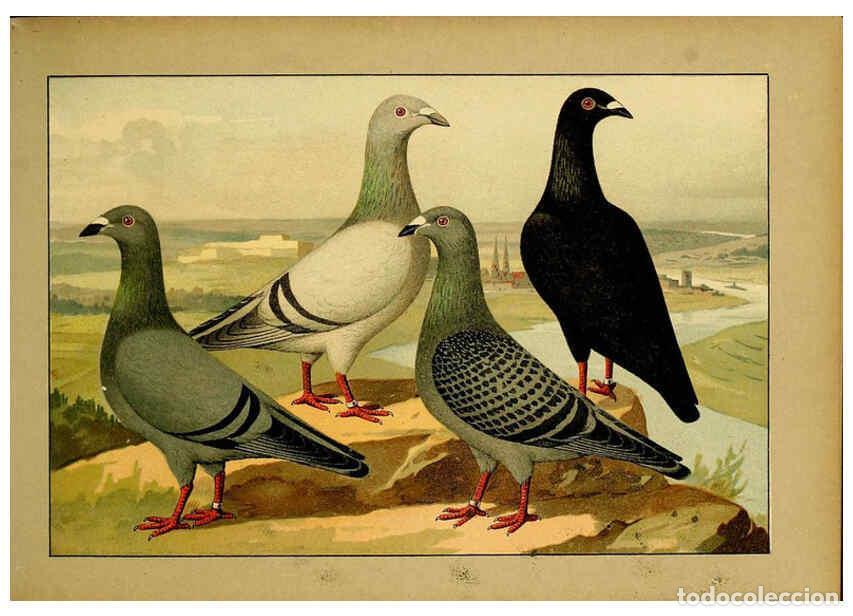 Colecionismo de Revistas e Jornais: Reproducci&oacute;n/Reproduction 6005218342: Illustriertes Prachtwerk s&auml;mtlicher Taubenrassen W&uuml;rzburg,K&ouml;ni