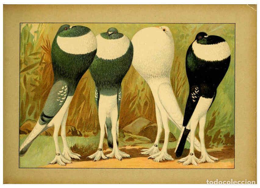 Colecionismo de Revistas e Jornais: Reproducci&oacute;n/Reproduction 6005225046: Illustriertes Prachtwerk s&auml;mtlicher Taubenrassen W&uuml;rzburg,K&ouml;ni