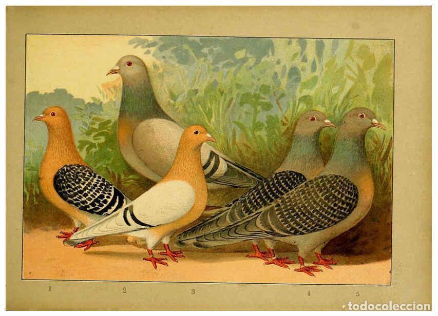 Colecionismo de Revistas e Jornais: Reproducci&oacute;n/Reproduction 6005219188: Illustriertes Prachtwerk s&auml;mtlicher Taubenrassen W&uuml;rzburg,K&ouml;ni