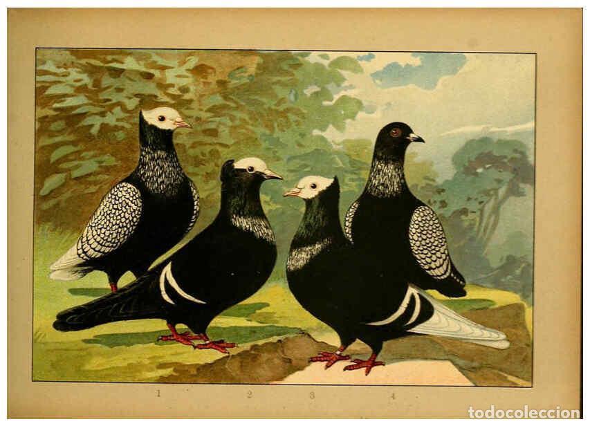 Colecionismo de Revistas e Jornais: Reproducci&oacute;n/Reproduction 6004674247: Illustriertes Prachtwerk s&auml;mtlicher Taubenrassen W&uuml;rzburg,K&ouml;ni