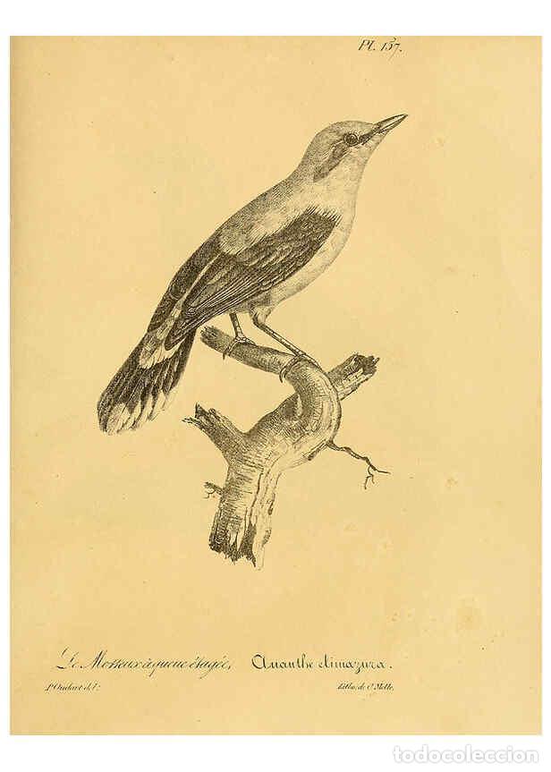 Colecionismo de Revistas e Jornais: Reproducci&oacute;n/Reproduction 6001955497: La galerie des oiseaux Paris :Carpentier-M&eacute;ricourt,1834 - Loui