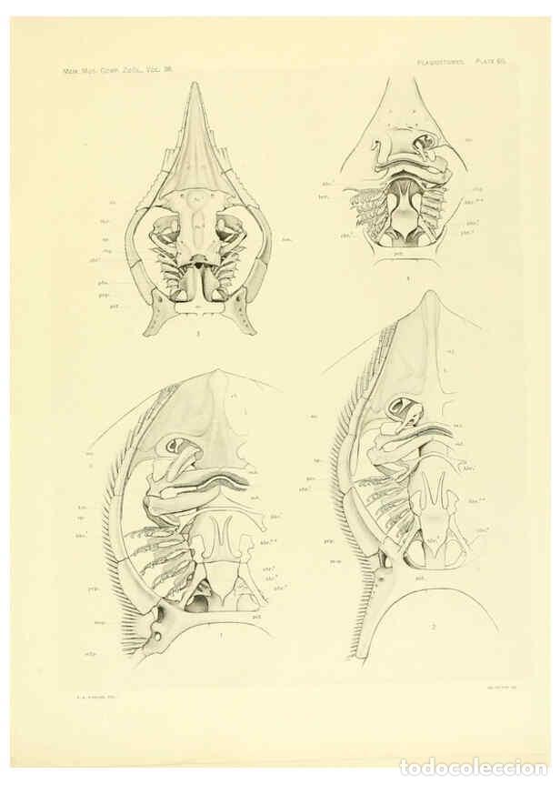 Colecionismo de Revistas e Jornais: Reproducci&oacute;n/Reproduction 6001277391: The Plagiostomia : Sharks, skates, and rays Cambridge, U.S.A.