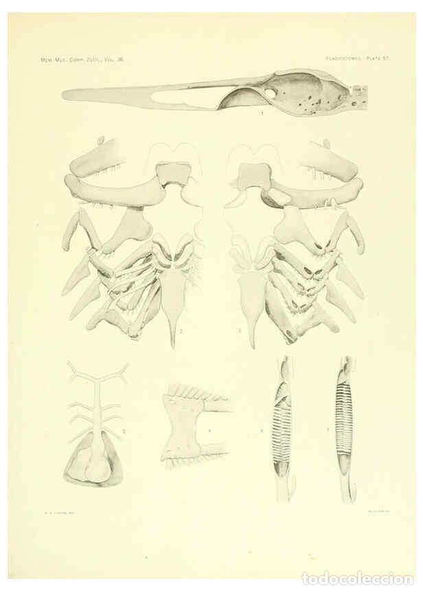 Coleccionismo de Revistas y Peri&oacute;dicos: Reproducci&oacute;n/Reproduction 6001274821: The Plagiostomia : Sharks, skates, and rays Cambridge, U.S.A.