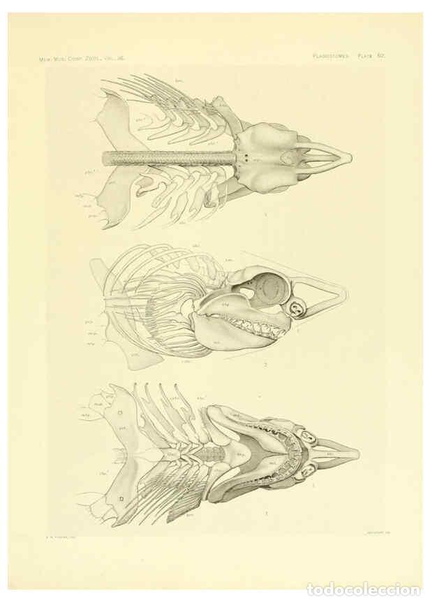 Coleccionismo de Revistas y Peri&oacute;dicos: Reproducci&oacute;n/Reproduction 6001825058: The Plagiostomia : Sharks, skates, and rays Cambridge, U.S.A.