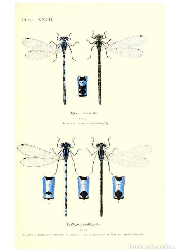 Collezionismo di Riviste e Giornali: Reproducci&oacute;n/Reproduction 6001793853: British dragonflies (Odonata) London,L.U. Gill,1900 - William