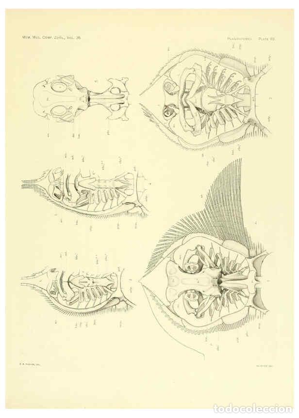 Coleccionismo de Revistas y Peri&oacute;dicos: Reproducci&oacute;n/Reproduction 6001826160: The Plagiostomia : Sharks, skates, and rays Cambridge, U.S.A.