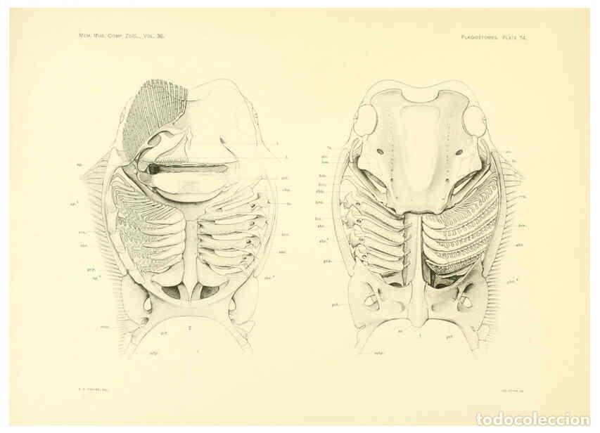 Coleccionismo de Revistas y Peri&oacute;dicos: Reproducci&oacute;n/Reproduction 6001826882: The Plagiostomia : Sharks, skates, and rays Cambridge, U.S.A.