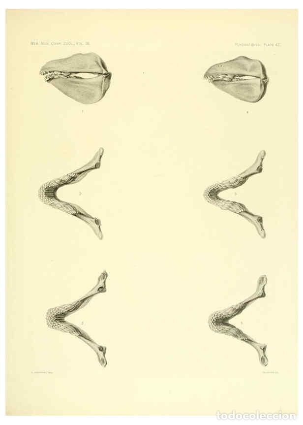 Coleccionismo de Revistas y Peri&oacute;dicos: Reproducci&oacute;n/Reproduction 6001822772: The Plagiostomia : Sharks, skates, and rays Cambridge, U.S.A.