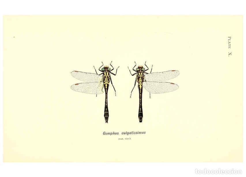 Colecionismo de Revistas e Jornais: Reproducci&oacute;n/Reproduction 6002337624: British dragonflies (Odonata) London,L.U. Gill,1900 - William