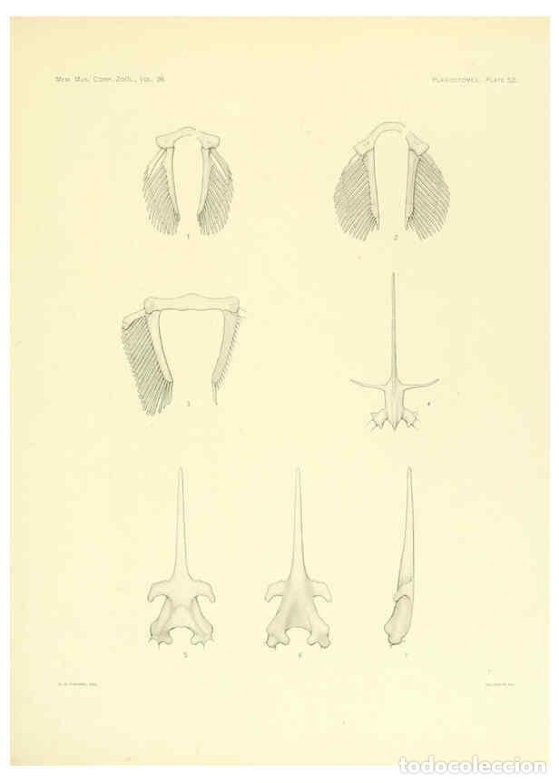 Coleccionismo de Revistas y Peri&oacute;dicos: Reproducci&oacute;n/Reproduction 6001274951: The Plagiostomia : Sharks, skates, and rays Cambridge, U.S.A.