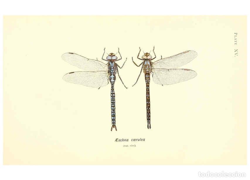 Collection Magazines and Newspapers: Reproducci&oacute;n/Reproduction 6002338912: British dragonflies (Odonata) London,L.U. Gill,1900 - William