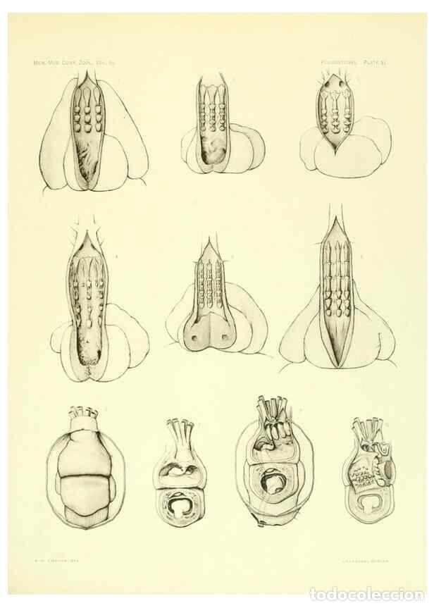 Coleccionismo de Revistas y Peri&oacute;dicos: Reproducci&oacute;n/Reproduction 6001275711: The Plagiostomia : Sharks, skates, and rays Cambridge, U.S.A.