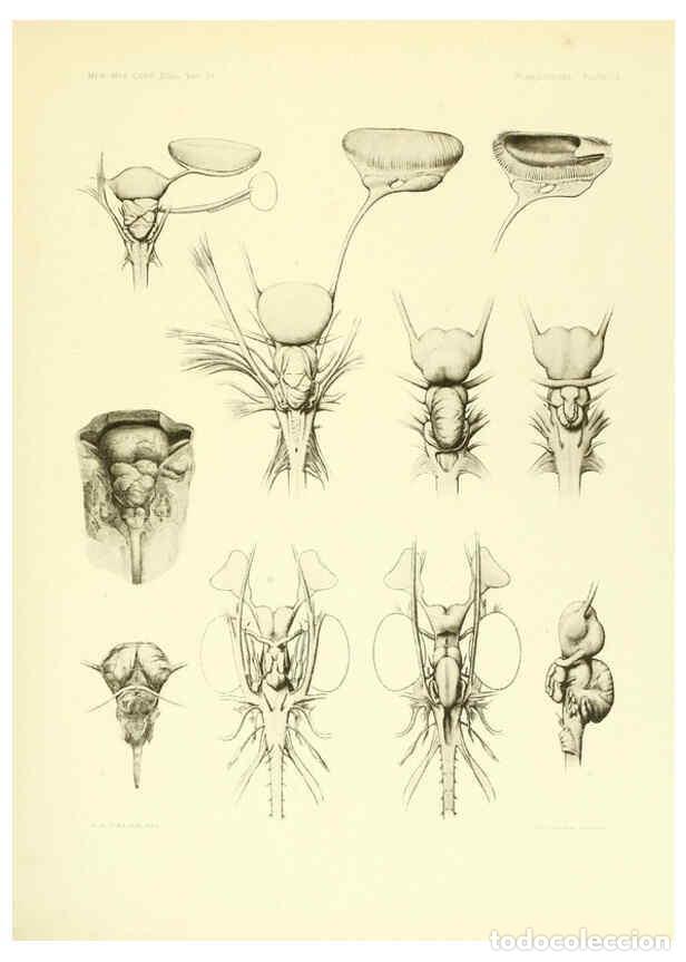 Coleccionismo de Revistas y Peri&oacute;dicos: Reproducci&oacute;n/Reproduction 6001822144: The Plagiostomia : Sharks, skates, and rays Cambridge, U.S.A.