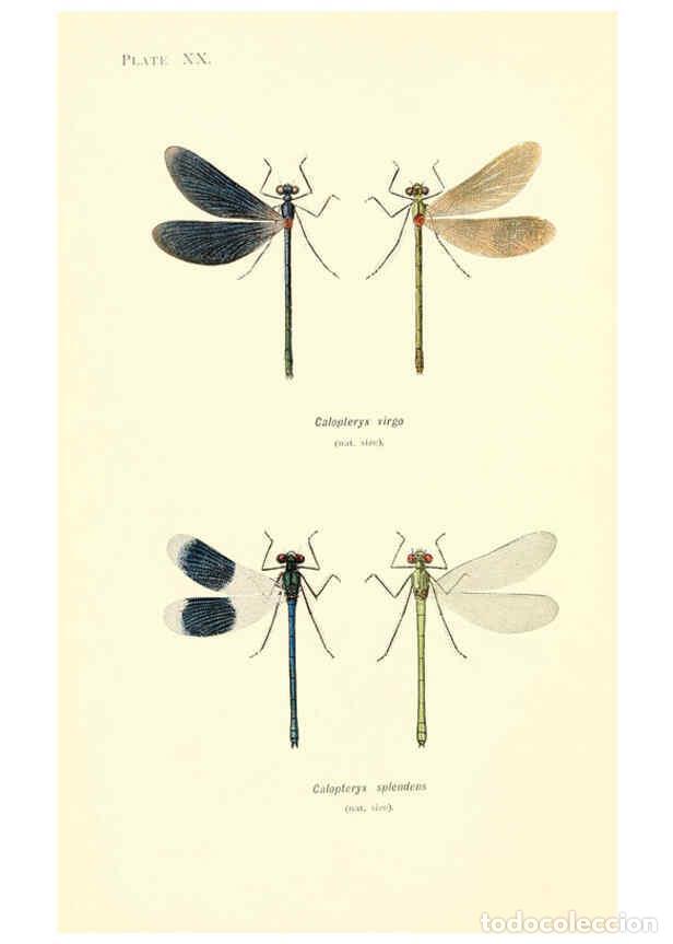 Coleccionismo de Revistas y Peri&oacute;dicos: Reproducci&oacute;n/Reproduction 6001791551: British dragonflies (Odonata) London,L.U. Gill,1900 - William