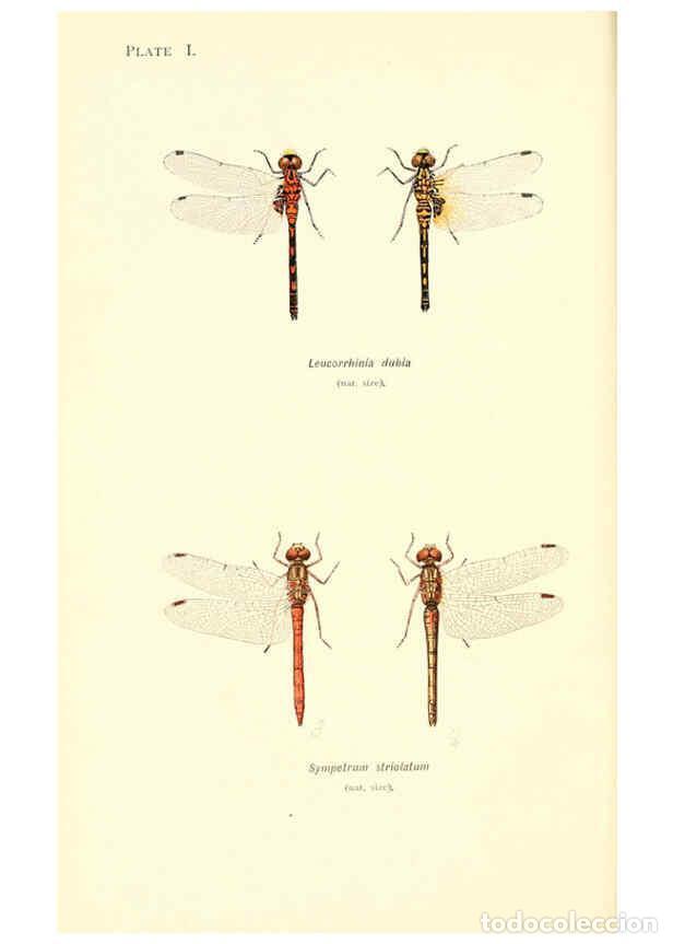 Coleccionismo de Revistas y Peri&oacute;dicos: Reproducci&oacute;n/Reproduction 6001785379: British dragonflies (Odonata) London,L.U. Gill,1900 - William