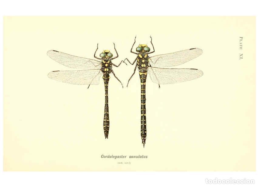 Colecionismo de Revistas e Jornais: Reproducci&oacute;n/Reproduction 6002337898: British dragonflies (Odonata) London,L.U. Gill,1900 - William