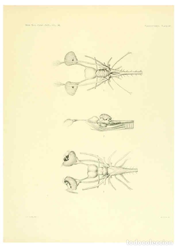 Colecionismo de Revistas e Jornais: Reproducci&oacute;n/Reproduction 6001821812: The Plagiostomia : Sharks, skates, and rays Cambridge, U.S.A.