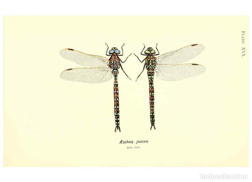 Colecionismo de Revistas e Jornais: Reproducci&oacute;n/Reproduction 6002339160: British dragonflies (Odonata) London,L.U. Gill,1900 - William