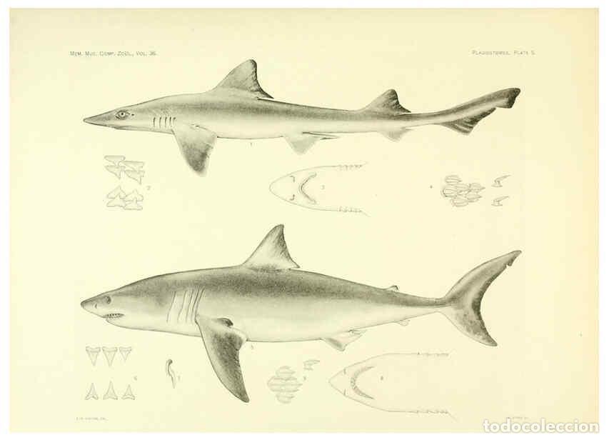 Colecionismo de Revistas e Jornais: Reproducci&oacute;n/Reproduction 6001252953: The Plagiostomia : Sharks, skates, and rays Cambridge, U.S.A.