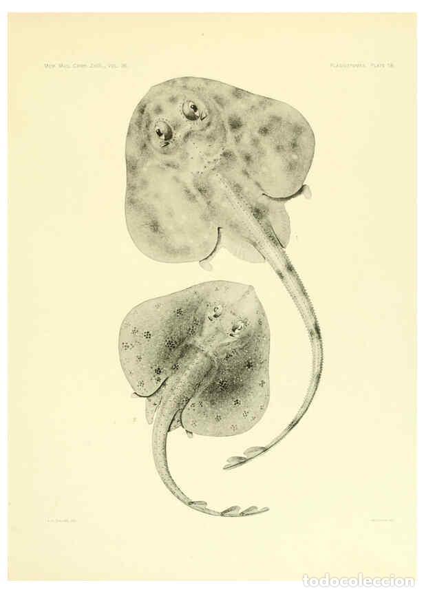 Colecionismo de Revistas e Jornais: Reproducci&oacute;n/Reproduction 6001255323: The Plagiostomia : Sharks, skates, and rays Cambridge, U.S.A.