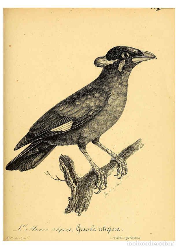 Colecionismo de Revistas e Jornais: Reproducci&oacute;n/Reproduction 6001930201: La galerie des oiseaux Paris :Carpentier-M&eacute;ricourt,1834 - Loui