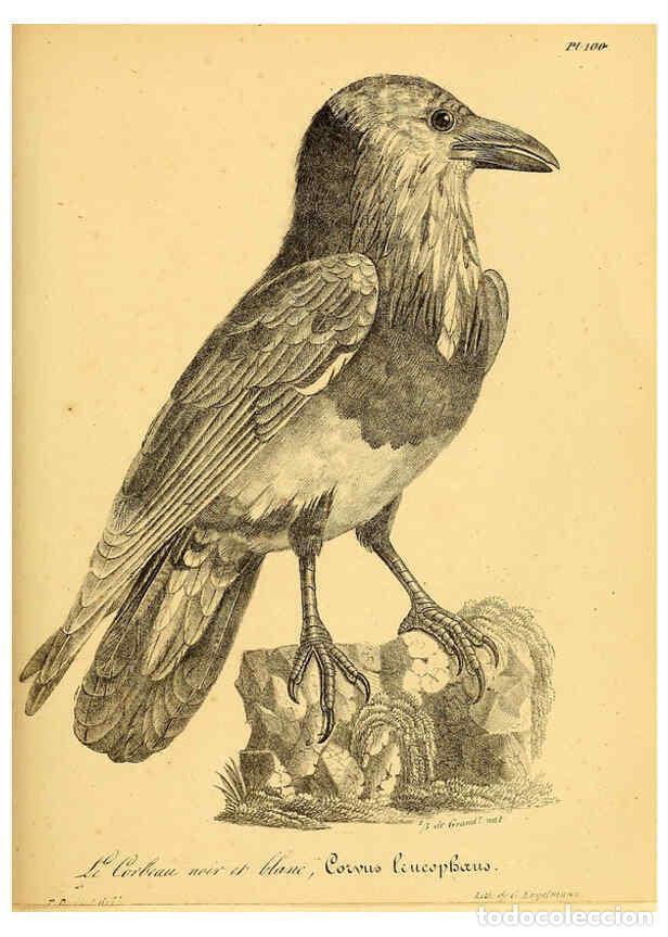 Colecionismo de Revistas e Jornais: Reproducci&oacute;n/Reproduction 6001932165: La galerie des oiseaux Paris :Carpentier-M&eacute;ricourt,1834 - Loui