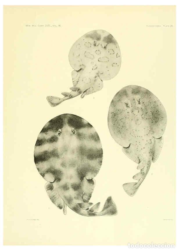 Colecionismo de Revistas e Jornais: Reproducci&oacute;n/Reproduction 6001819350: The Plagiostomia : Sharks, skates, and rays Cambridge, U.S.A.