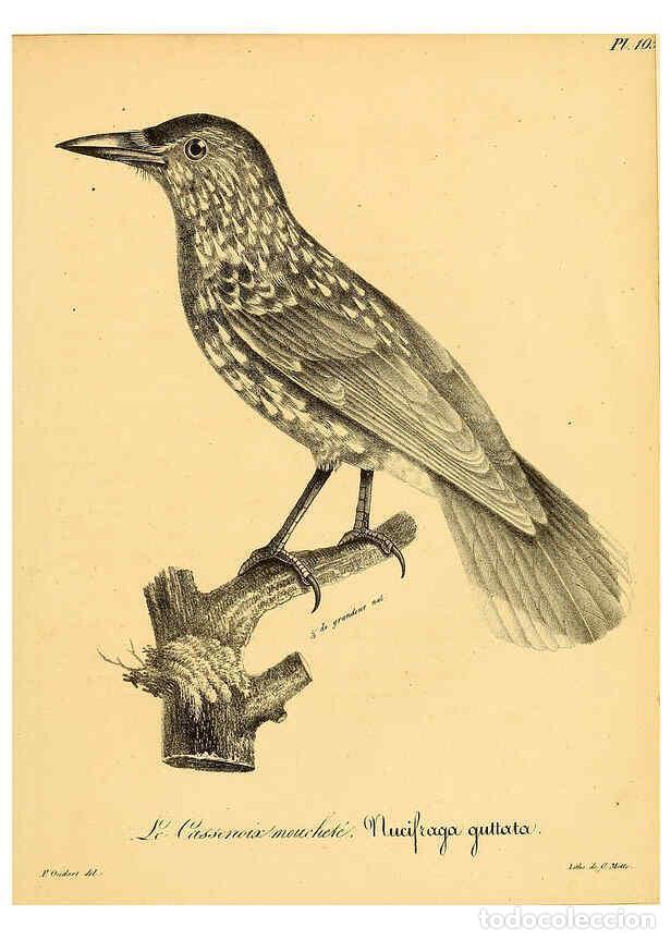 Colecionismo de Revistas e Jornais: Reproducci&oacute;n/Reproduction 6002482522: La galerie des oiseaux Paris :Carpentier-M&eacute;ricourt,1834 - Loui