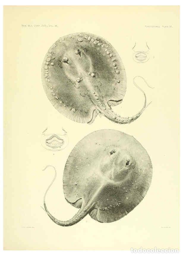 Colecionismo de Revistas e Jornais: Reproducci&oacute;n/Reproduction 6001271797: The Plagiostomia : Sharks, skates, and rays Cambridge, U.S.A.