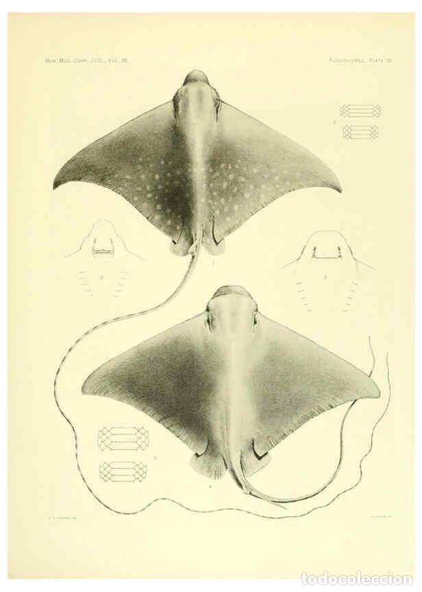 Colecionismo de Revistas e Jornais: Reproducci&oacute;n/Reproduction 6001821032: The Plagiostomia : Sharks, skates, and rays Cambridge, U.S.A.