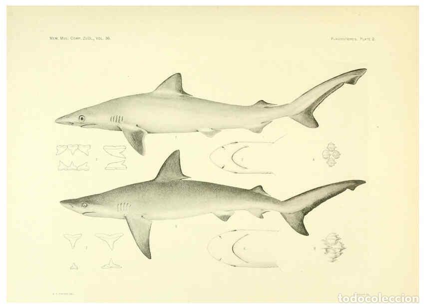 Coleccionismo de Revistas y Peri&oacute;dicos: Reproducci&oacute;n/Reproduction 6001801156: The Plagiostomia : Sharks, skates, and rays Cambridge, U.S.A.