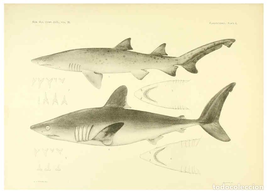 Coleccionismo de Revistas y Peri&oacute;dicos: Reproducci&oacute;n/Reproduction 6001253059: The Plagiostomia : Sharks, skates, and rays Cambridge, U.S.A.