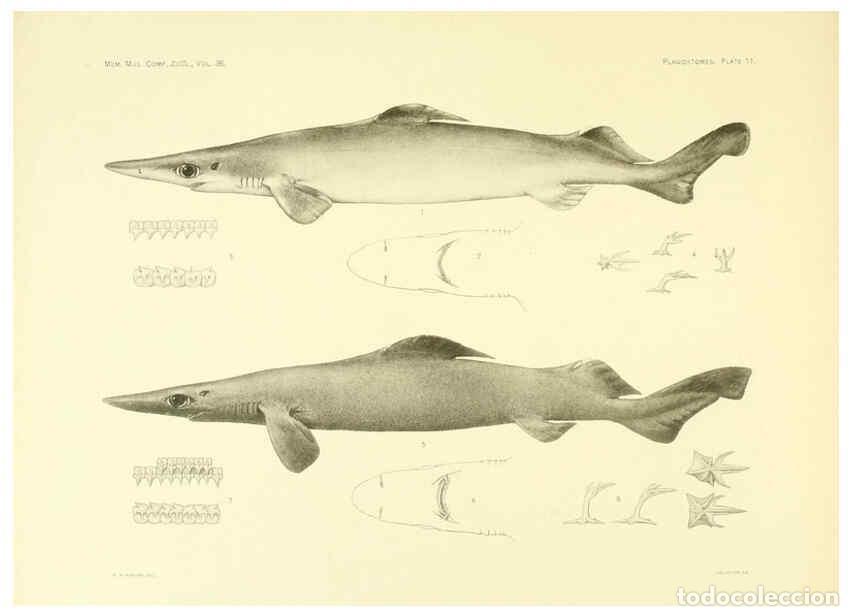 Coleccionismo de Revistas y Peri&oacute;dicos: Reproducci&oacute;n/Reproduction 6001802374: The Plagiostomia : Sharks, skates, and rays Cambridge, U.S.A.