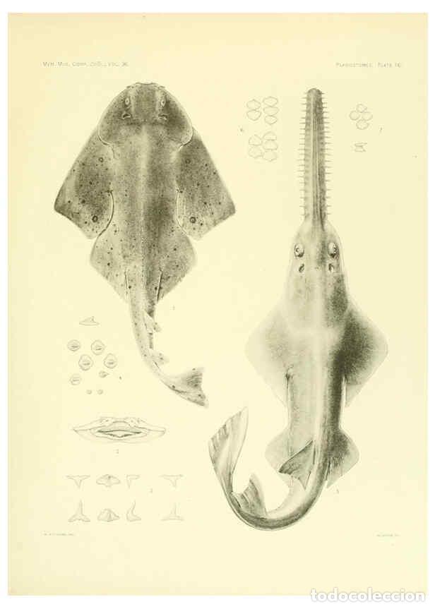 Coleccionismo de Revistas y Peri&oacute;dicos: Reproducci&oacute;n/Reproduction 6001803238: The Plagiostomia : Sharks, skates, and rays Cambridge, U.S.A.