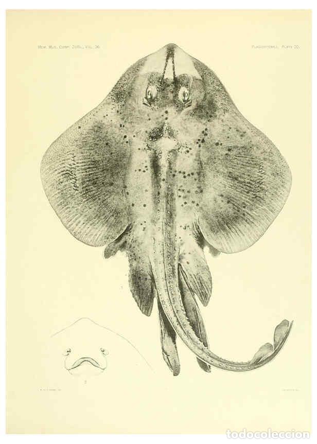 Coleccionismo de Revistas y Peri&oacute;dicos: Reproducci&oacute;n/Reproduction 6001804270: The Plagiostomia : Sharks, skates, and rays Cambridge, U.S.A.