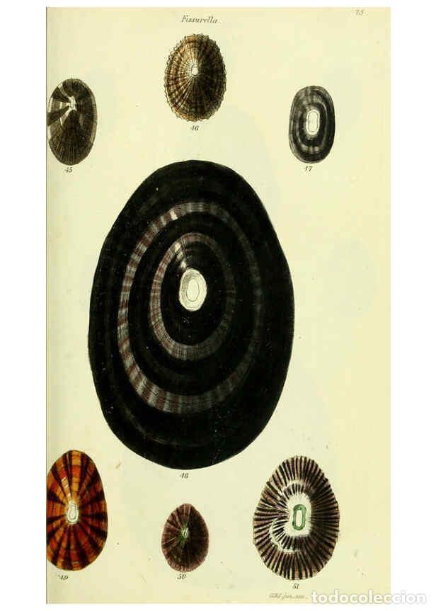 Collectionnisme de Revues et Journaux: Reproducci&oacute;n/Reproduction 5977927965: The conchological illustrations or, Coloured figures of all th