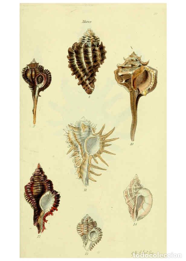 Collectionnisme de Revues et Journaux: Reproducci&oacute;n/Reproduction 5978513374: The conchological illustrations or, Coloured figures of all th