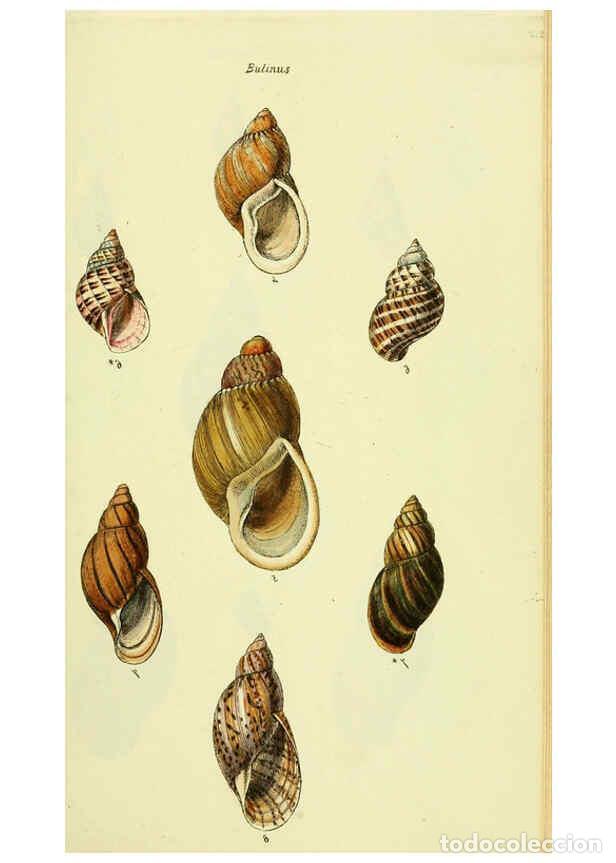 Collectionnisme de Revues et Journaux: Reproducci&oacute;n/Reproduction 5978488152: The conchological illustrations or, Coloured figures of all th