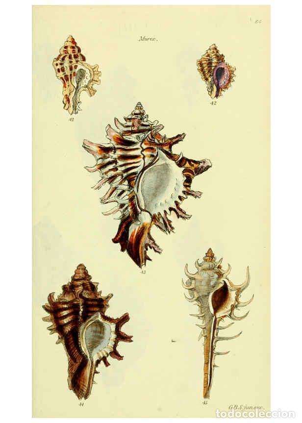 Collectionnisme de Revues et Journaux: Reproducci&oacute;n/Reproduction 5977956565: The conchological illustrations or, Coloured figures of all th