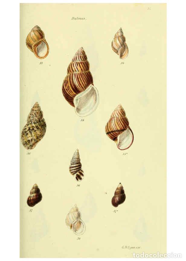 Collectionnisme de Revues et Journaux: Reproducci&oacute;n/Reproduction 5977934521: The conchological illustrations or, Coloured figures of all th