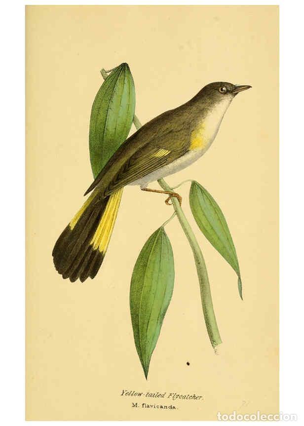 Collectionnisme de Revues et Journaux: Reproducci&oacute;n/Reproduction 5977231733: A selection of the birds of Brazil and Mexico : the drawings L