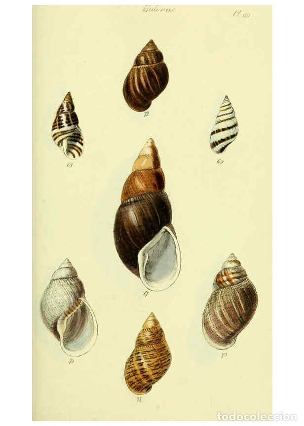 Collectionnisme de Revues et Journaux: Reproducci&oacute;n/Reproduction 5977936039: The conchological illustrations or, Coloured figures of all th