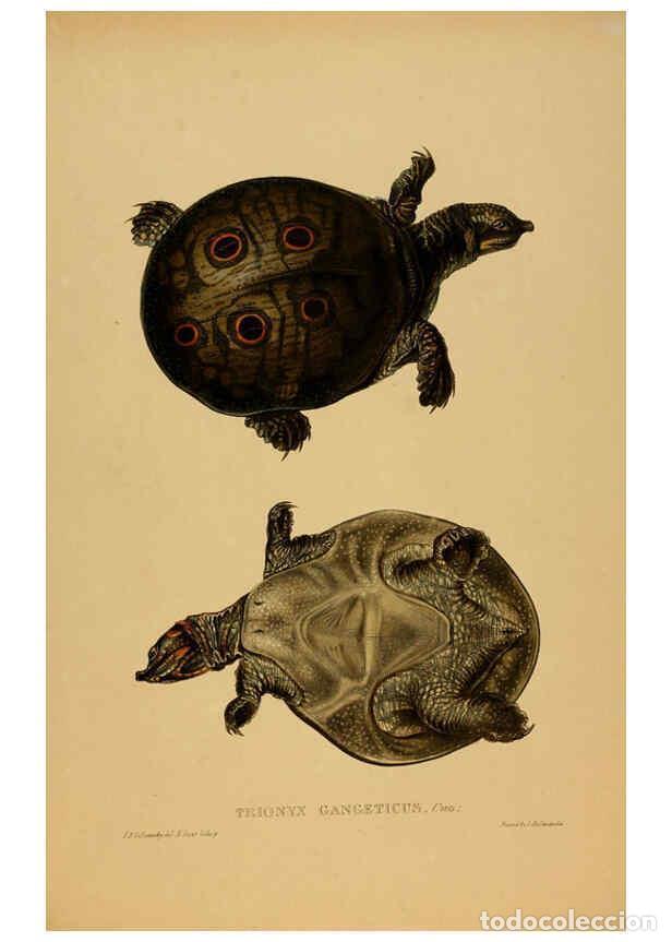 Collectionnisme de Revues et Journaux: Reproducci&oacute;n/Reproduction 5978411264: Tortoises, terrapins, and turtles London, Paris, and Frankfort
