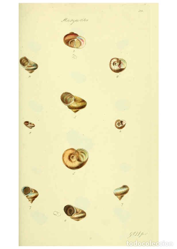 Collectionnisme de Revues et Journaux: Reproducci&oacute;n/Reproduction 5977946605: The conchological illustrations or, Coloured figures of all th