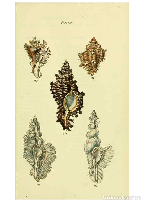 Collectionnisme de Revues et Journaux: Reproducci&oacute;n/Reproduction 5978523022: The conchological illustrations or, Coloured figures of all th
