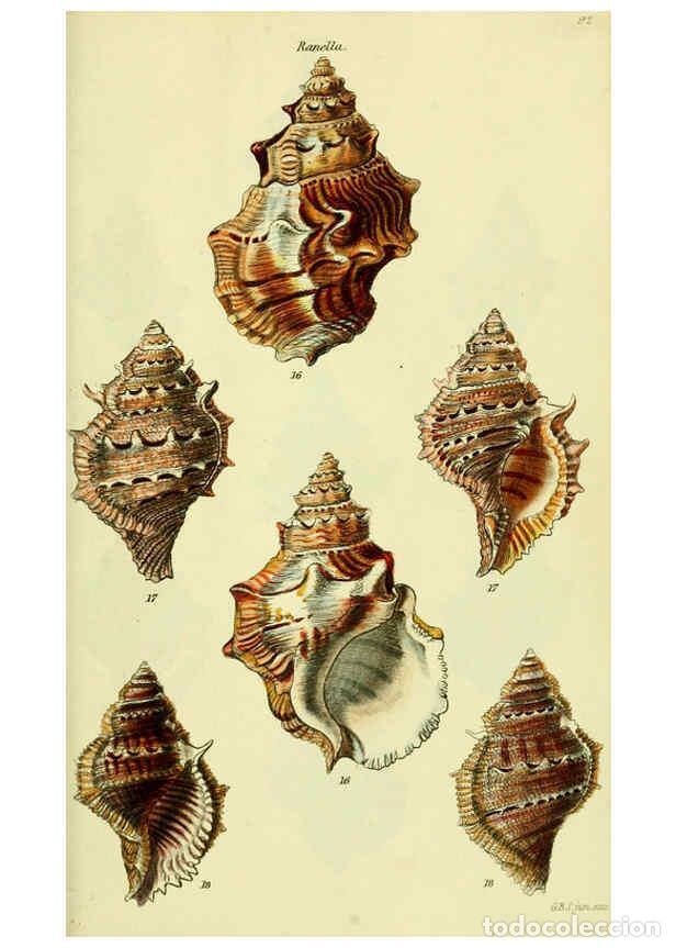 Collectionnisme de Revues et Journaux: Reproducci&oacute;n/Reproduction 5977965769: The conchological illustrations or, Coloured figures of all th
