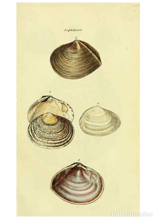 Collectionnisme de Revues et Journaux: Reproducci&oacute;n/Reproduction 5978458002: The conchological illustrations or, Coloured figures of all th