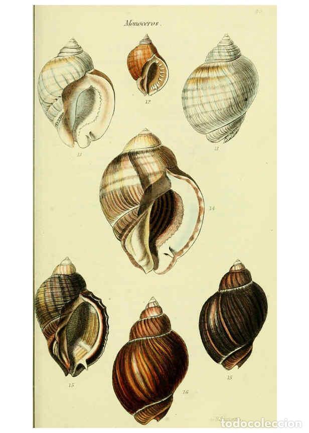 Collectionnisme de Revues et Journaux: Reproducci&oacute;n/Reproduction 5978526558: The conchological illustrations or, Coloured figures of all th